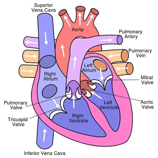 600x600 Circulatory System - Cardiovascular System Drawing