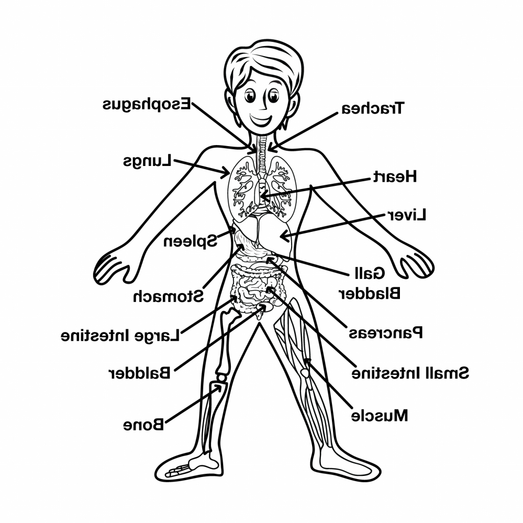 1024x1024 circulatory system drawing circulatory system drawing - Cardiovascular System Drawing