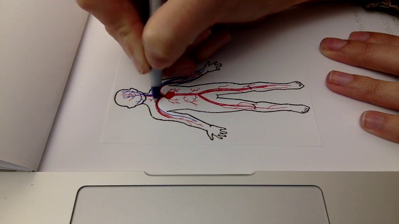 1280x720 Drawing The Circulatory System - Cardiovascular System Drawing