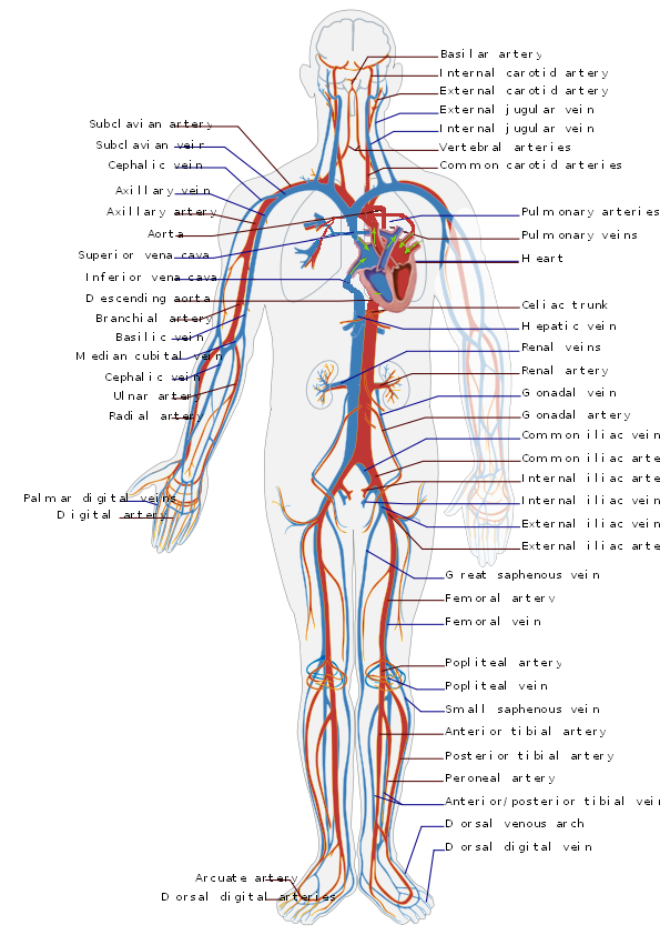 595x842 Filecirculatory System En - Cardiovascular System Drawing