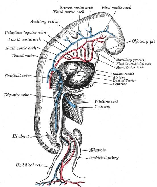 552x655 Fileembryonic Cardiovascular System - Cardiovascular System Drawing