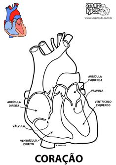 235x333 Huge Collection Of 'cardiovascular System Drawing' Download More - Cardiovascular System Drawing