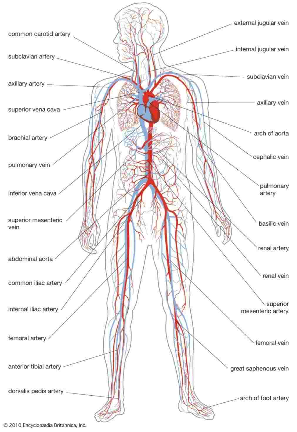 Cardiovascular System Drawing at Explore