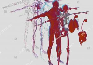 300x210 Lymphatic System Drawing Lymphoma Treatment Mhealthorgrhmhealthorg - Cardiovascular System Drawing