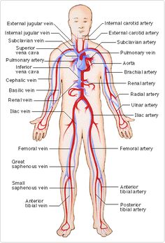 236x347 Best Poster Of Circulatory Systemcardiovascular System Images - Cardiovascular System Drawing
