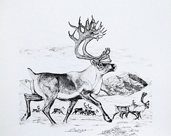 340x270 Caribou Drawing Etsy - Caribou Drawing