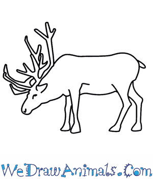 300x350 How To Draw A Reindeer - Caribou Drawing