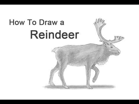 480x360 How To Draw A Reindeer - Caribou Drawing