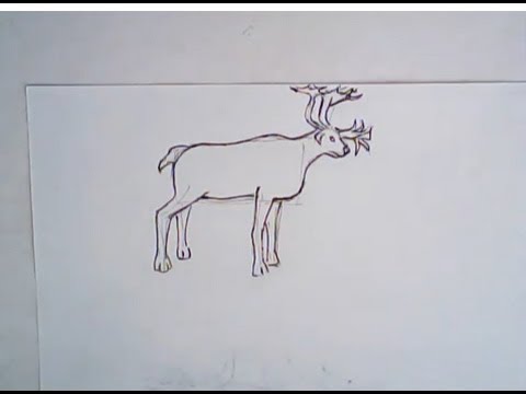 480x360 How To Draw A Caribou - Caribou Drawing