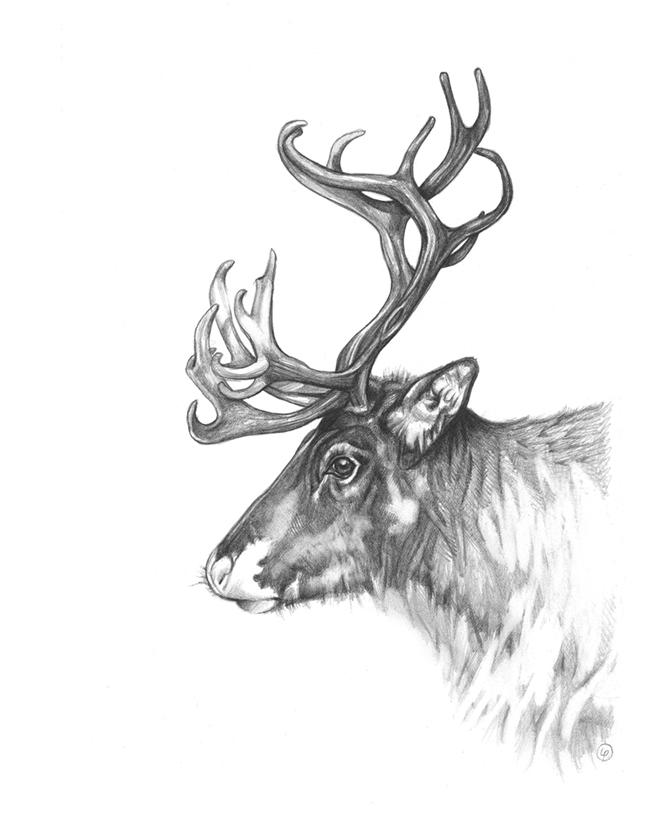 Caribou Drawing at PaintingValley.com | Explore collection of Caribou