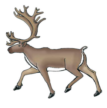 432x436 Reindeer - Caribou Drawing