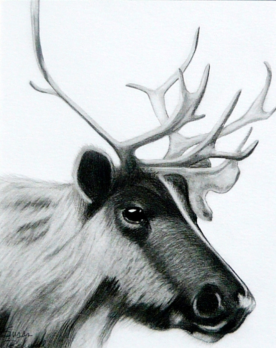554x700 Woodland Caribou Drawing - Caribou Drawing