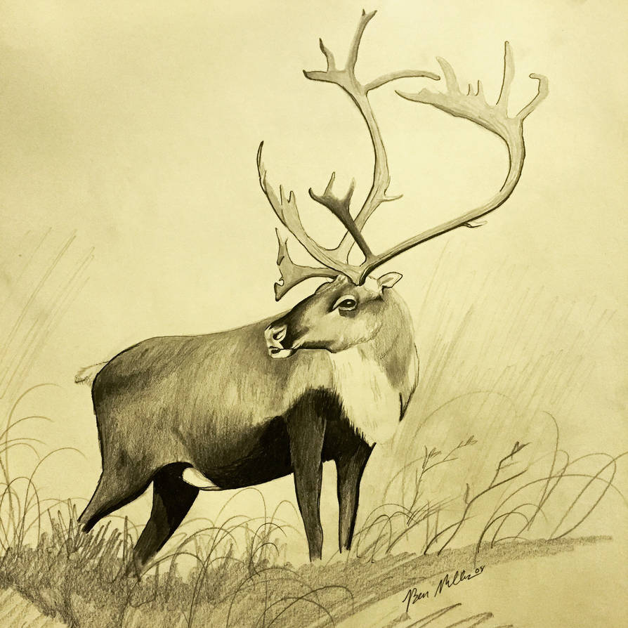How To Draw A Caribou
