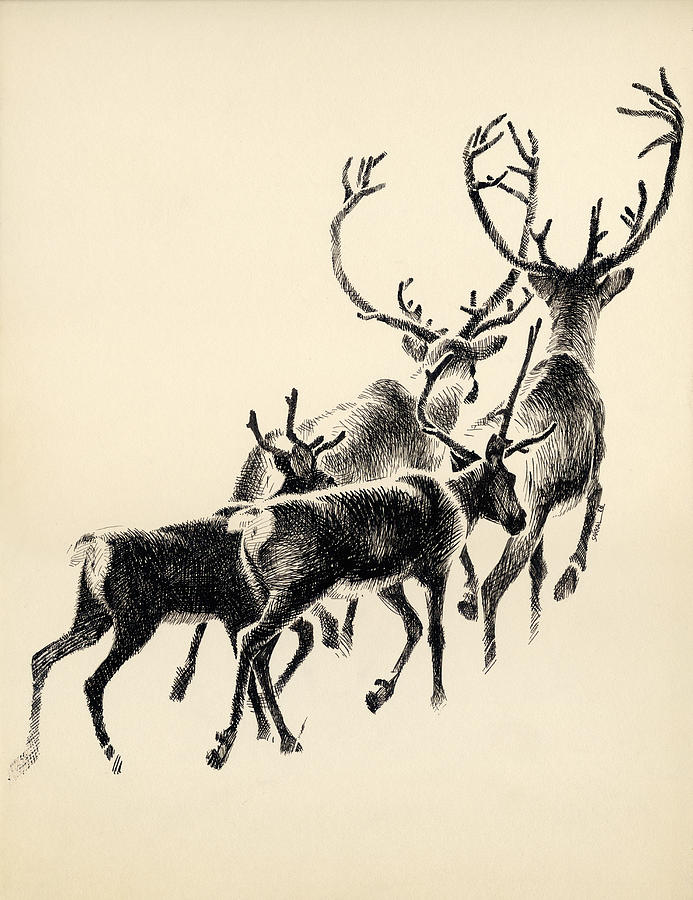 693x900 Caribou Drawing - Caribou Drawing