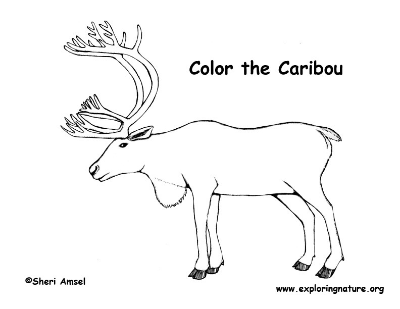 Caribou Drawing at PaintingValley.com | Explore collection of Caribou