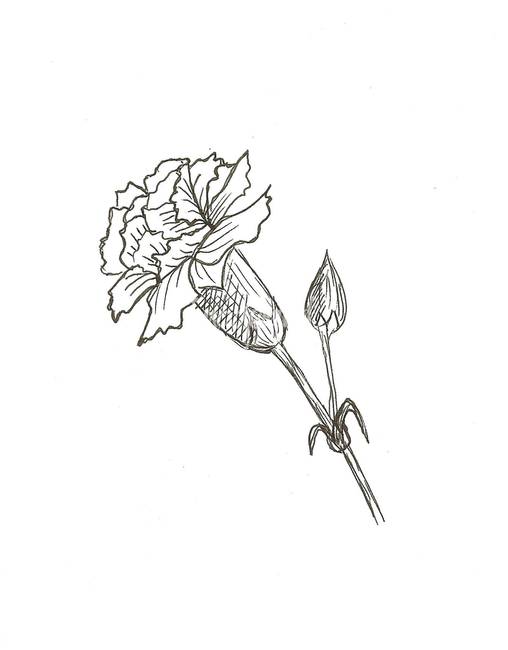 508x650 carnation - Carnation Drawing