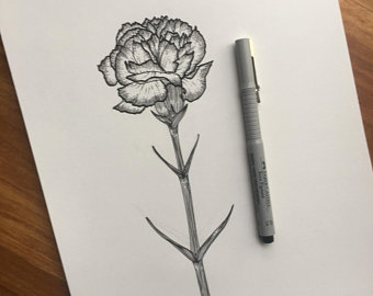 340x270 carnation drawing etsy - Carnation Drawing