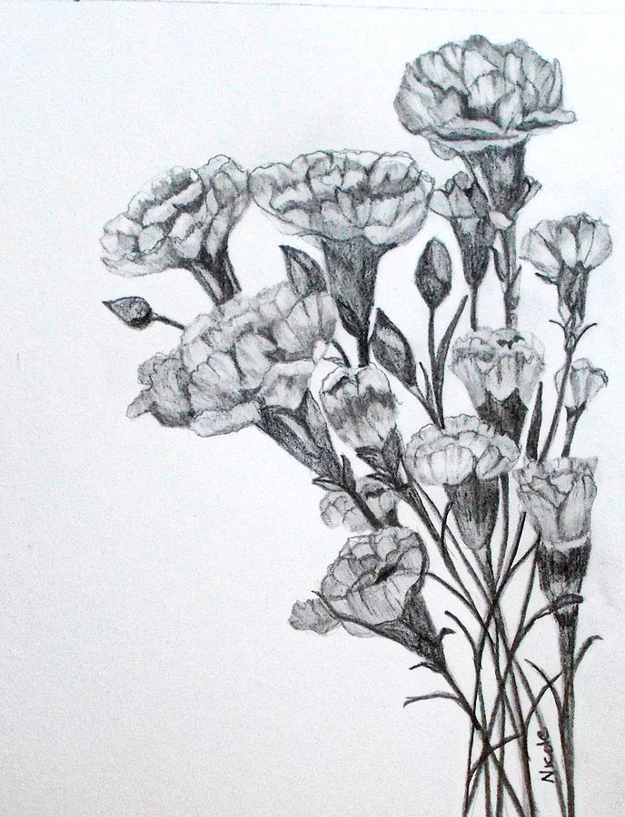 688x900 carnations drawing - Carnation Drawing