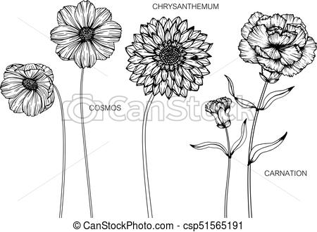 450x330 cosmos, chrysanthemum, carnation flower drawing - Carnation Drawing