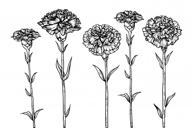 626x417 drawing carnation flowers vector premium download - Carnation Drawing