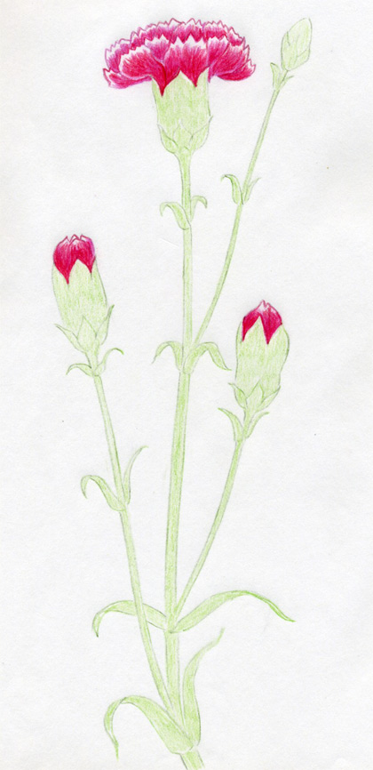 420x866 how to draw carnation - Carnation Drawing