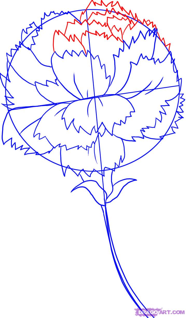 717x1221 how to draw a carnation, step - Carnation Drawing