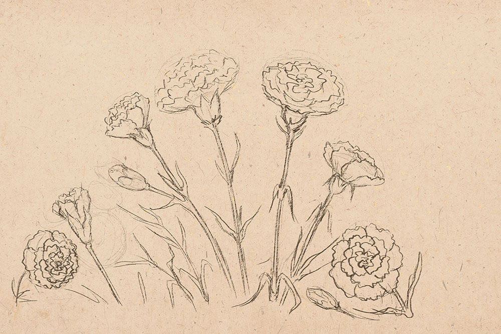 1000x667 how to draw carnations - Carnation Drawing