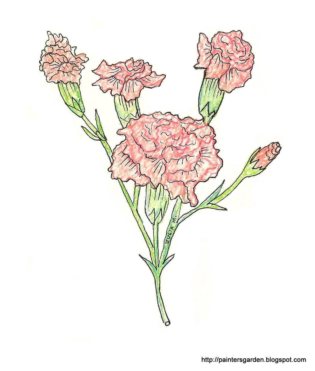 1106x1303 paintersgarden carnation drawing, colored pencil and ink - Carnation Drawing