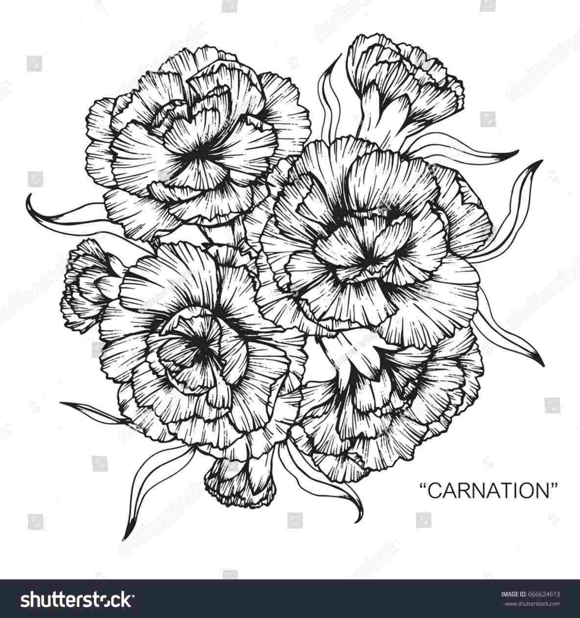 1185x1264 simple carnation drawing - Carnation Drawing