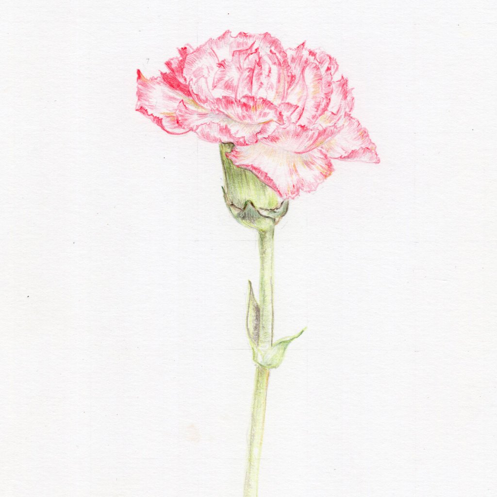Carnation Drawing at PaintingValley.com | Explore collection of ...