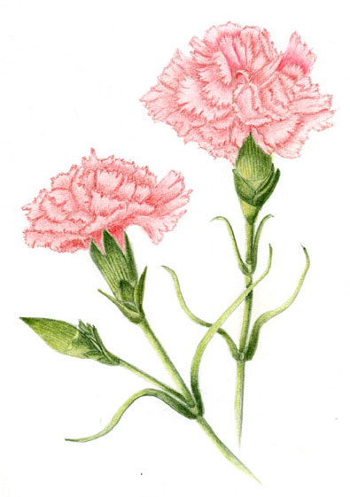 395x561 Tutorial - Carnation Drawing