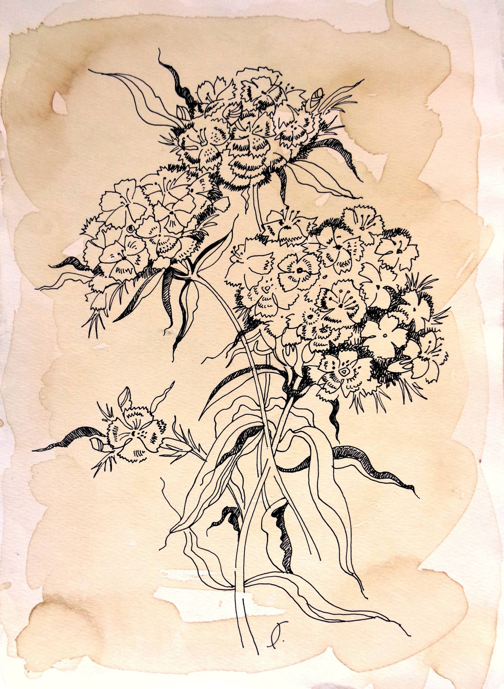1920x2625 turkish carnation drawing - Carnation Drawing