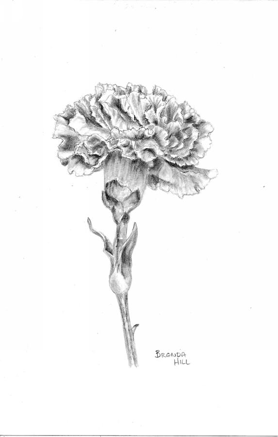573x900 carnation drawing - Carnation Drawing