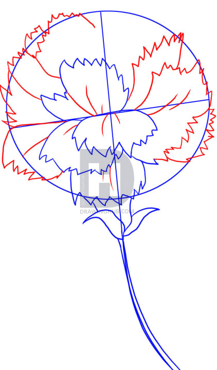 422x720 how to draw a carnation, step - Carnation Drawing Step By Step