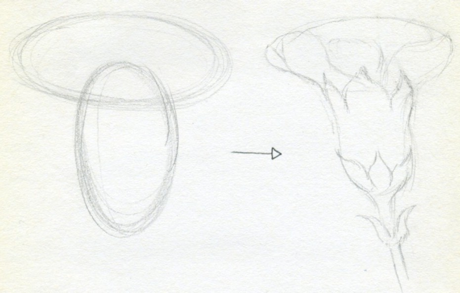 931x592 how to draw carnation - Carnation Drawing Step By Step