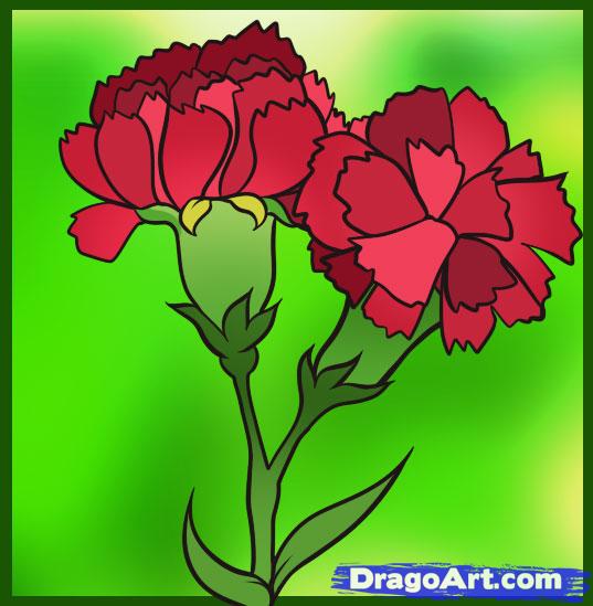 Carnation Drawing Step By Step at Explore