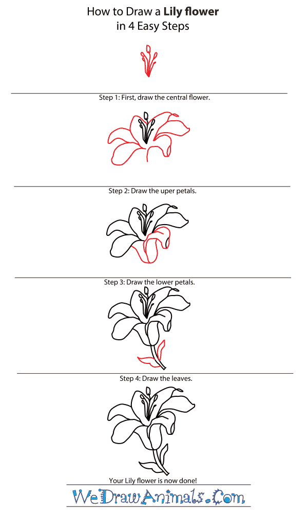 600x1000 How To Draw A Lily Flower - Carnation Drawing Step By Step