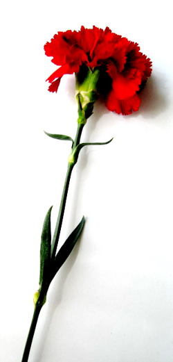 250x521 how to draw a carnation - Carnation Drawing Step By Step