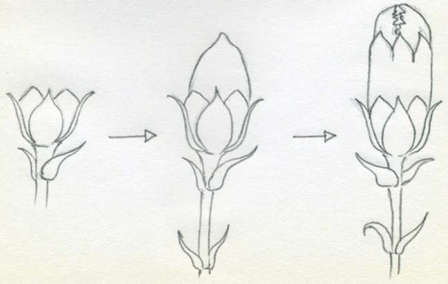 650x413 how to draw a carnation with a pencil step - Carnation Drawing Step By Step