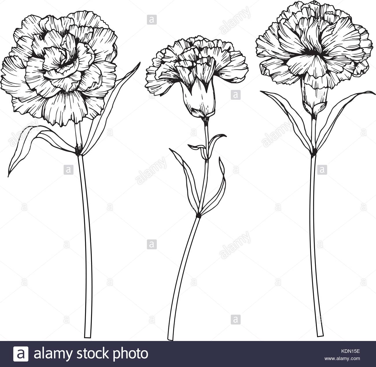 Carnation Drawing Step By Step at PaintingValley.com | Explore ...