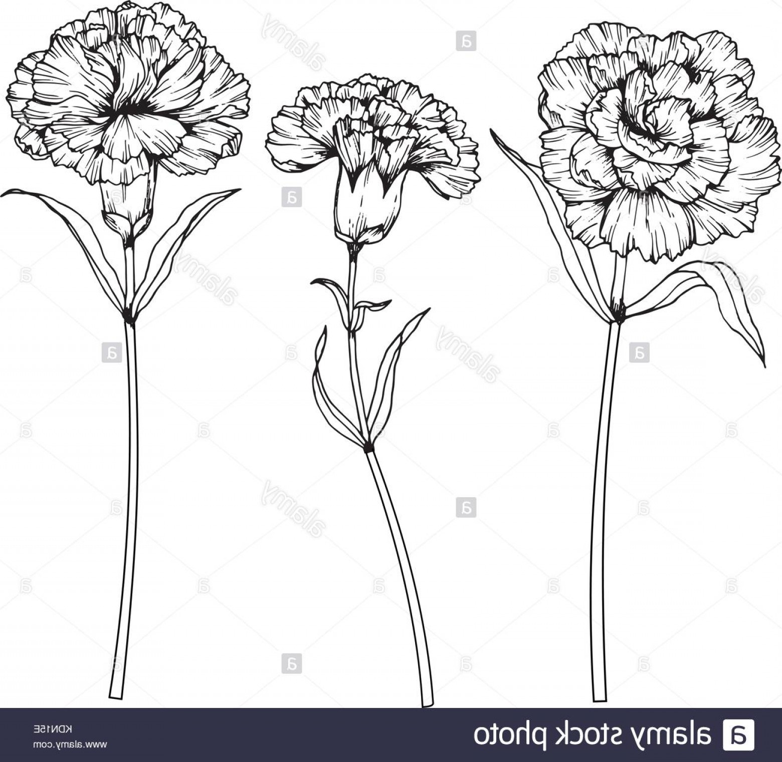 1560x1522 Carnation Flowers Black And White - Carnation Flower Drawing