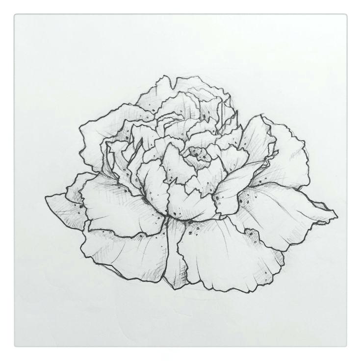 736x736 Carnation Meaning Color Best E Images On Beautiful Flowers - Carnation Flower Drawing