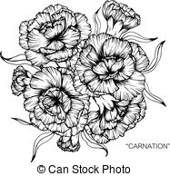 187x194 cosmos, chrysanthemum, carnation flower drawing - Carnation Flower Drawing