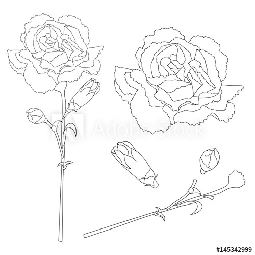 500x500 Dianthus Caryophyllus Outline - Carnation Flower Drawing