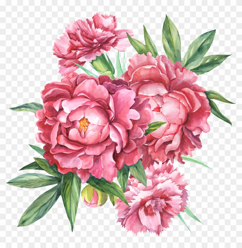840x859 Floral Design Carnation Botanical Illustration Flower - Carnation Flower Drawing