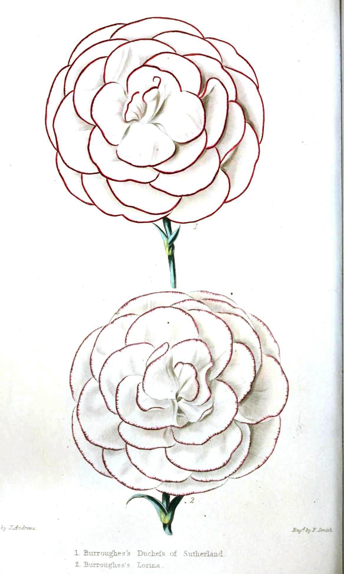 1168x1950 Huge Collection Of 'carnation Drawing Step - Carnation Flower Drawing
