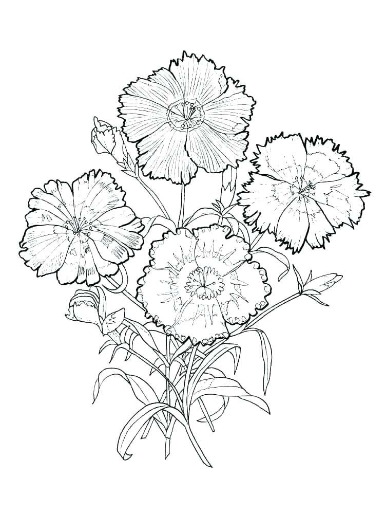 750x1000 carnation coloring - Carnation Flower Drawing
