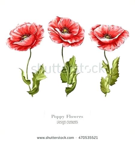 450x470 Poppy Flowers Drawing Tulip Carnation And Poppy Flowers Drawing - Carnation Flower Drawing