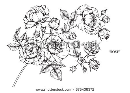 450x320 Carnation Flowers Stock Vector Rose Flowers Drawing And Sketch - Carnation Flower Drawing