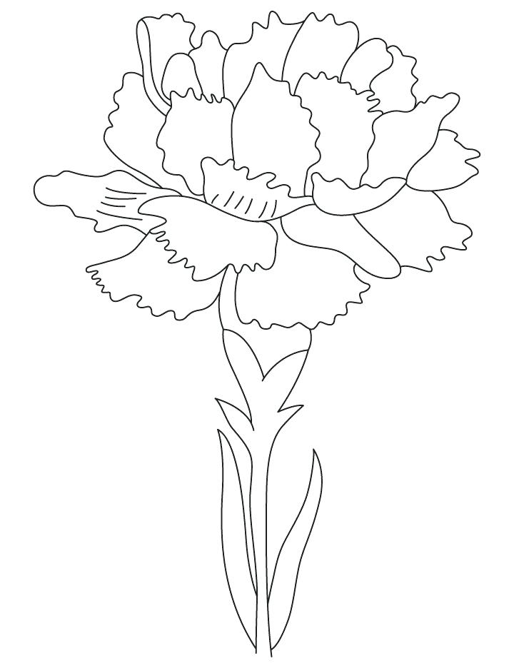 720x936 carnation coloring - Carnation Flower Drawing